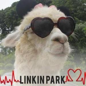 Meet your Posher, Edlyn